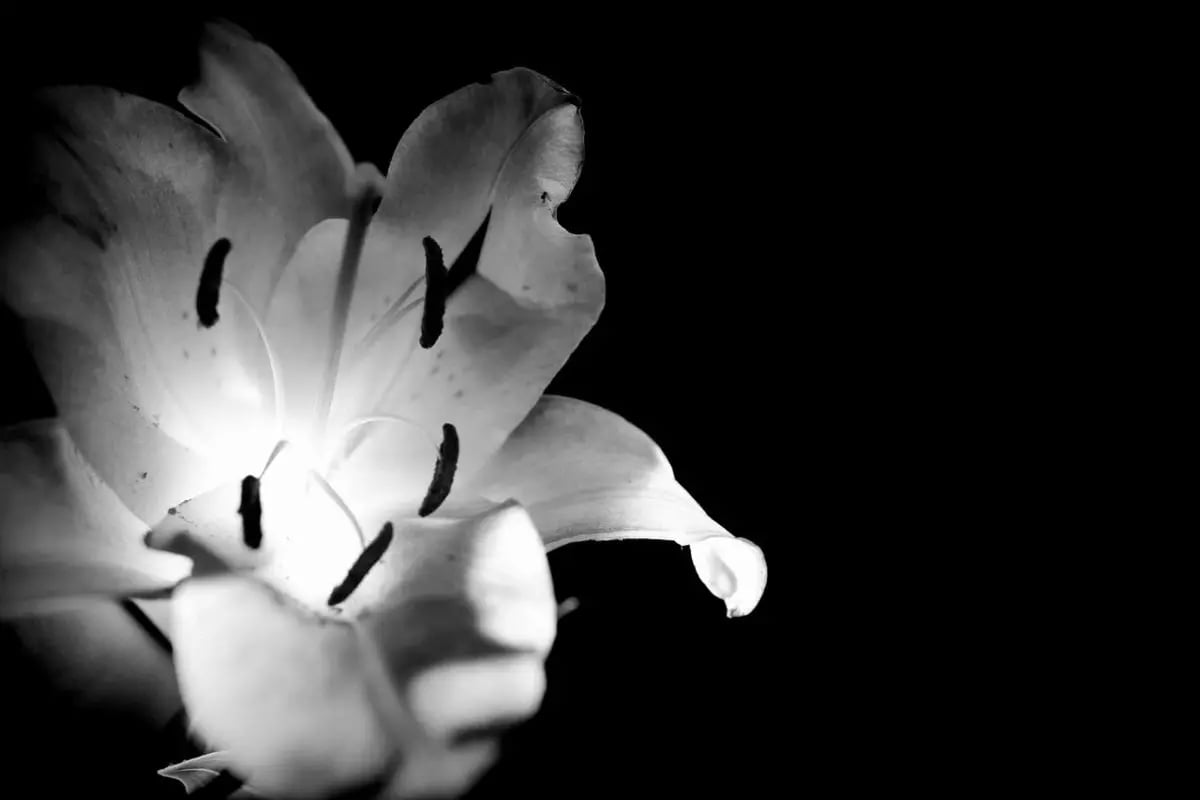 Ni fleurs ni couronnes